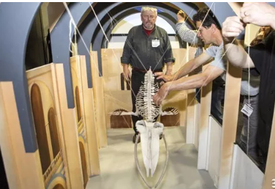 伦敦自然历史博物馆为鲸鱼骨架“希望”3D打印骨头复制品