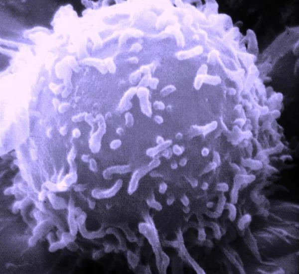 3D生物打印技术将可帮助改善抗癌药物